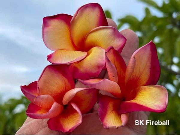 Sk Fire Ball