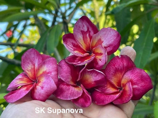 Sk Supanova