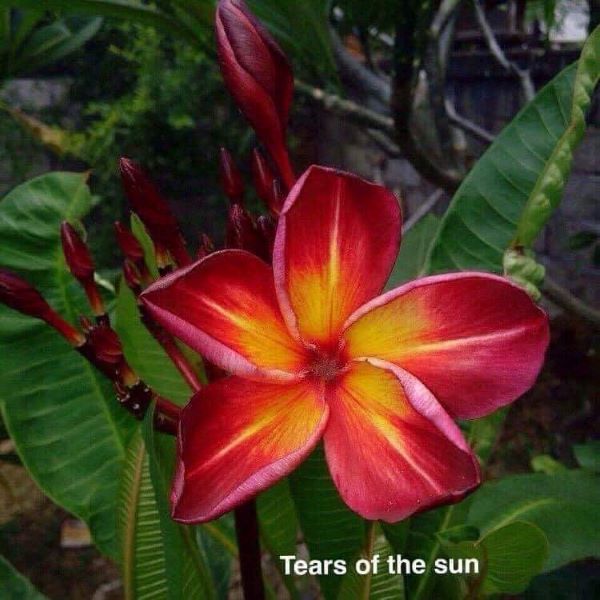 Tears Of The Sun