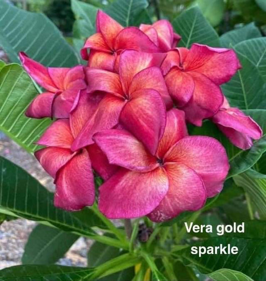 Vera Gold Sparkle