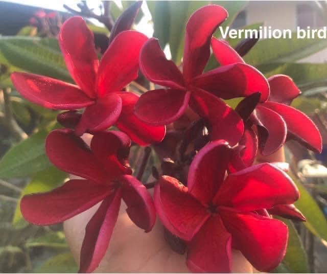 Vermillion Bird