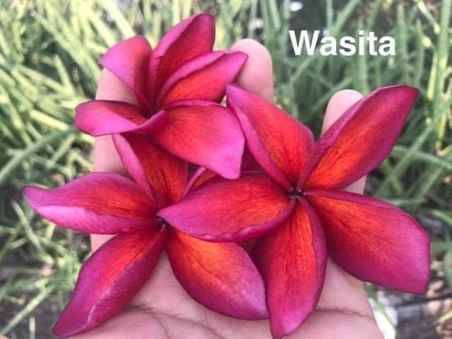 Wasita