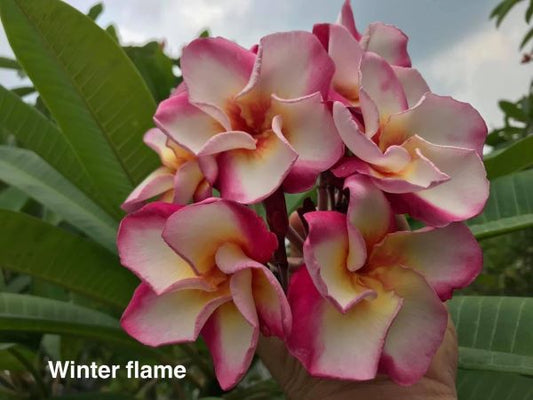 Winter Flame