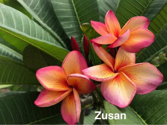 Zusan