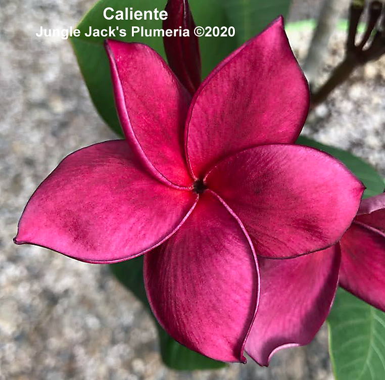 Caliente