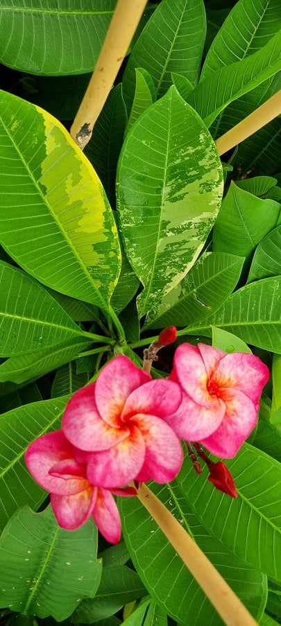 Super Round Variegated