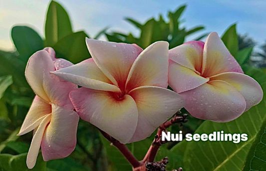 Nui Setzling