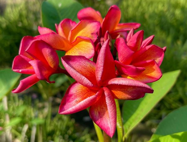 Orange Hawaii