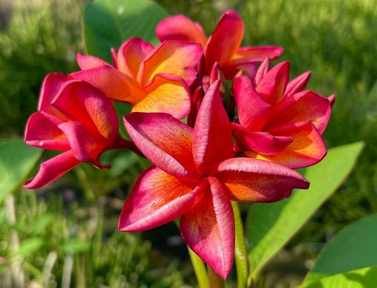 Orange Hawaii