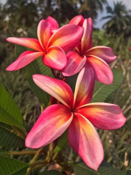 Sk No Id