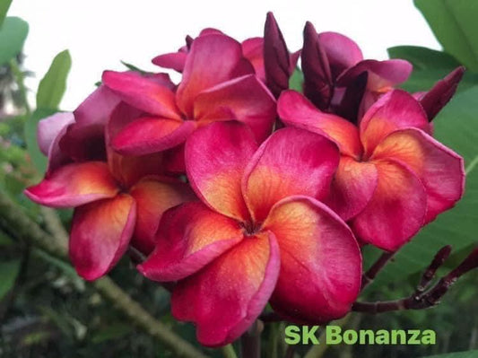 Sk Bonanza