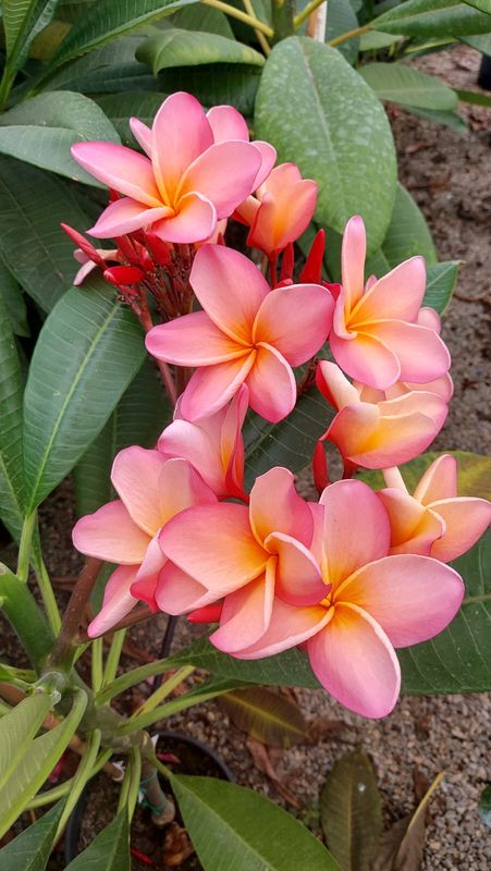 JL Hawaian Coral
