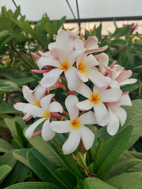 P. Solitaire