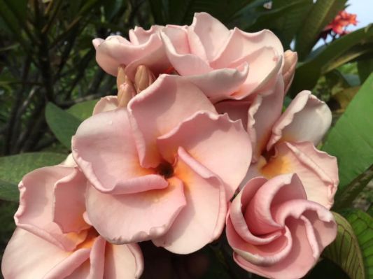 Rose Quartz