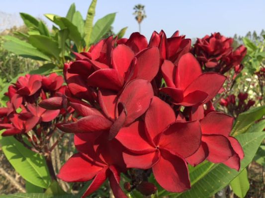 Venetian Red