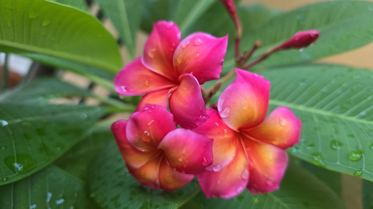 Capalaba Pink aka Unconditional Love