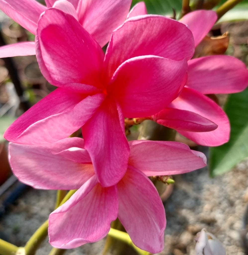 CP Diva Rosa