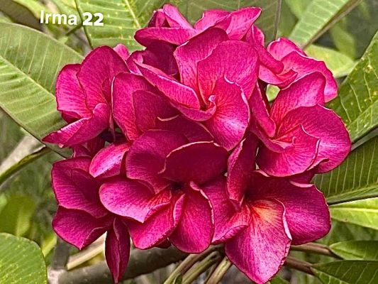 Irma 22