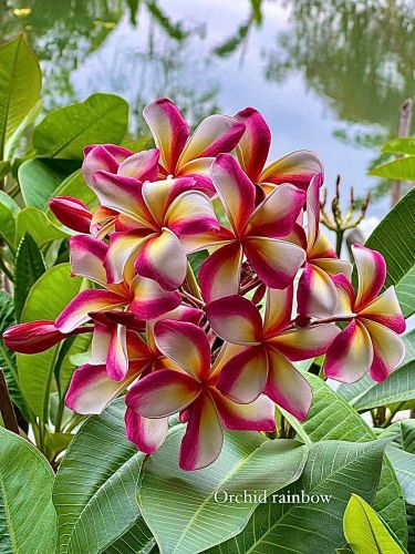Orchid Rainbow