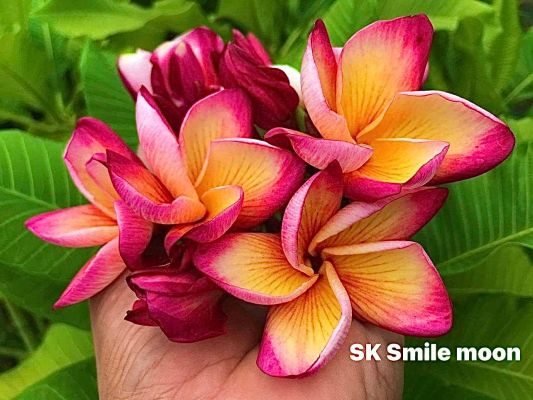 Sk Smile Moon