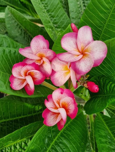 CP Blooming Beauty