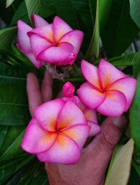 CP Pink Fleur