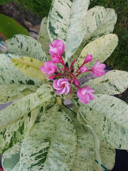 Maya Red Variegated