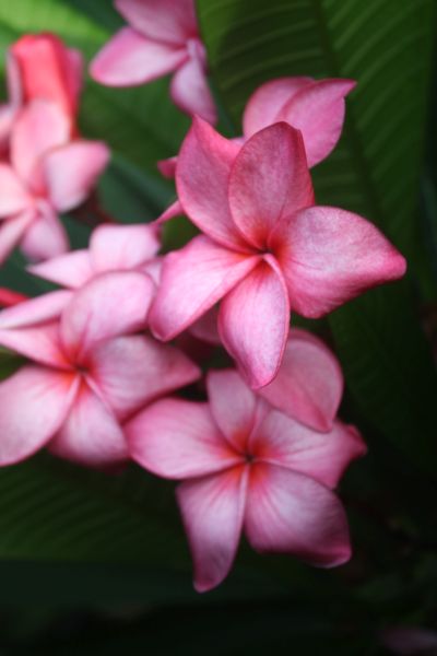 CP Pink Harmony