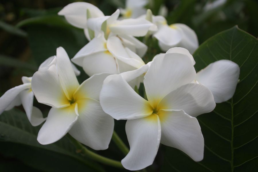 CP Stella Bianca