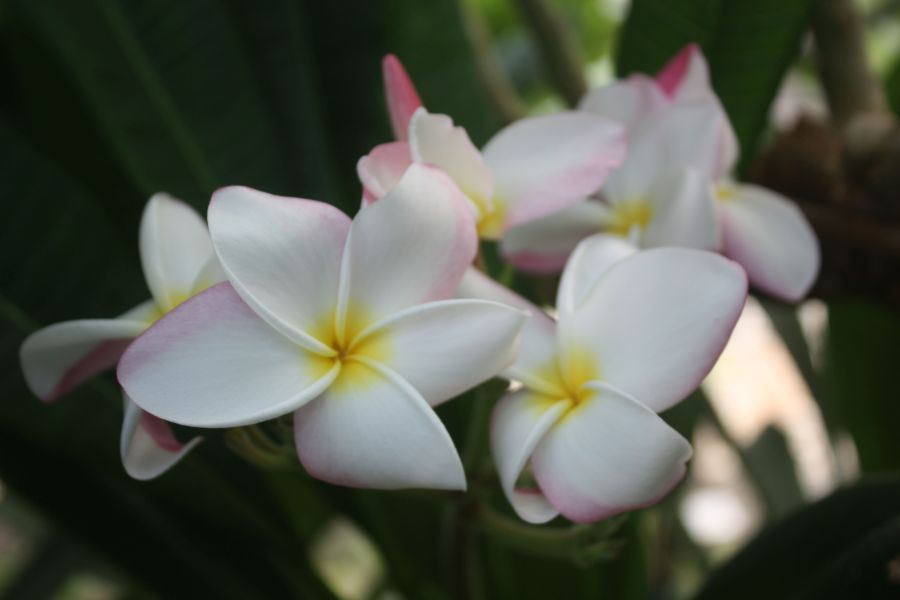 CP Classic Pearl