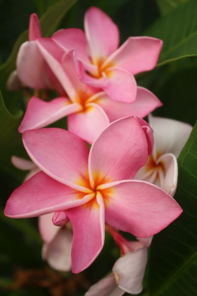 CP Pink Confetto
