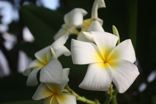 CP White Mantis