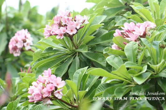 Dwarf Siam Pink Pudica