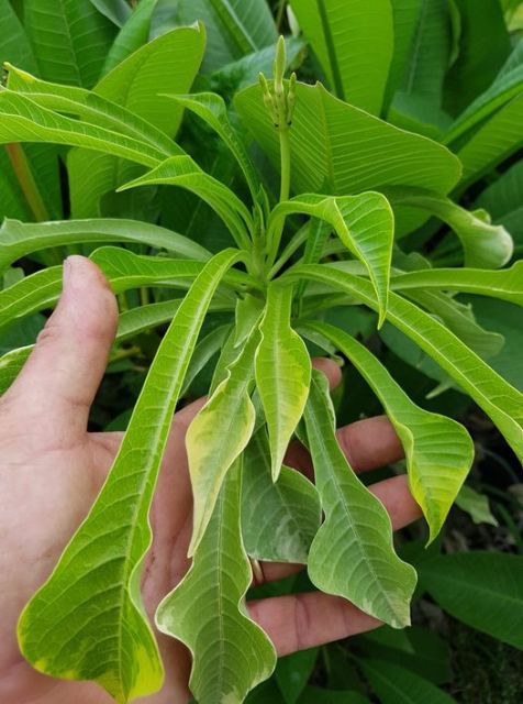 Pudica Variegated