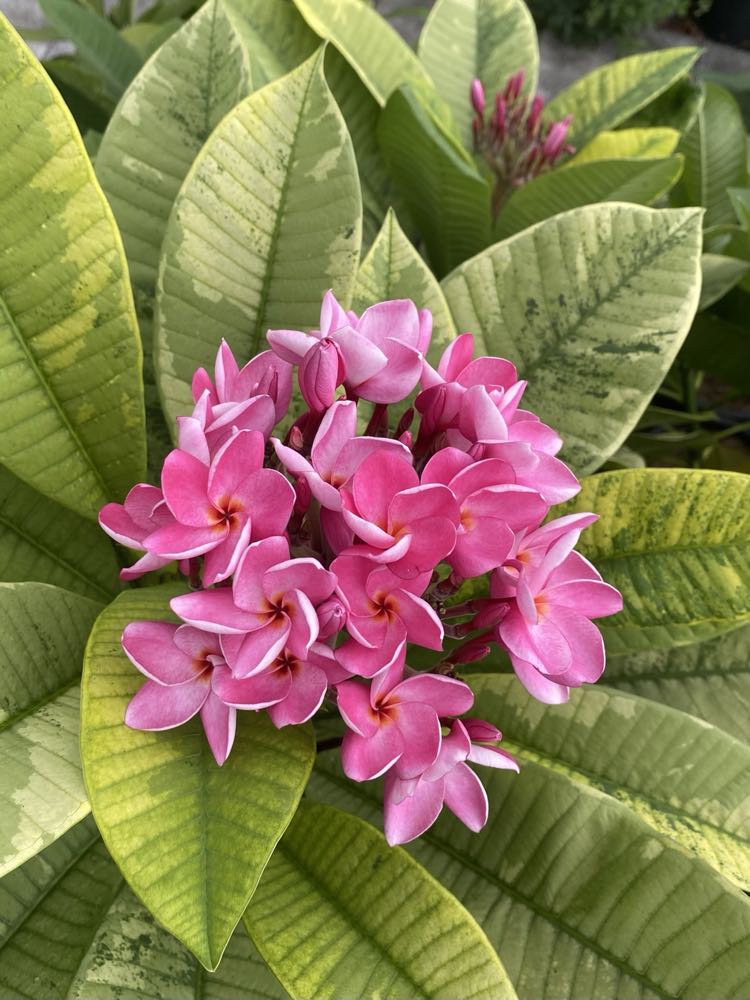 SJ Variegated Milky Way