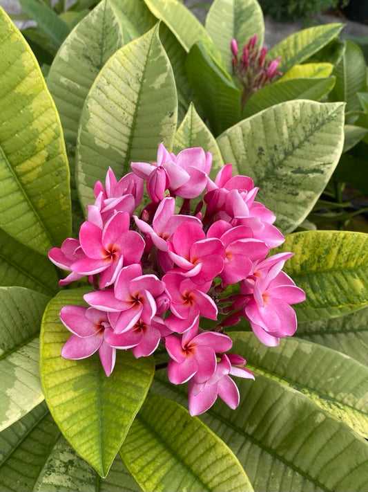 SJ Variegated Milky Way