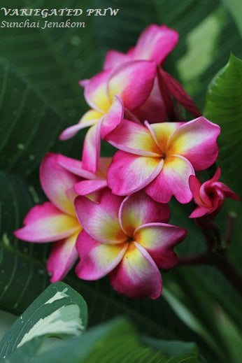Variegated Priw