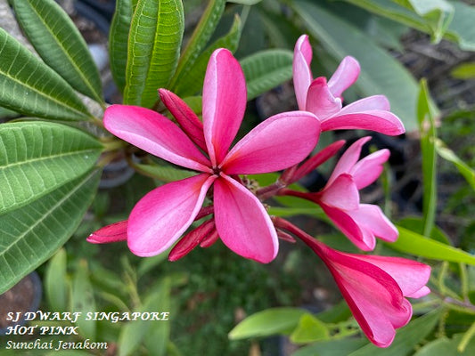 SJ Dwarf Singapore Hot Pink
