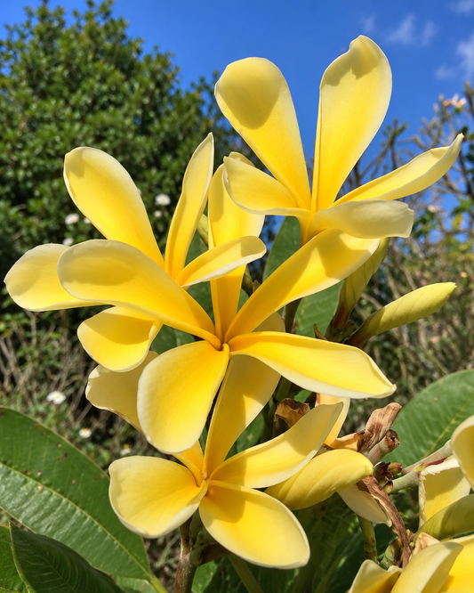 JL Hawaiian Butterfly