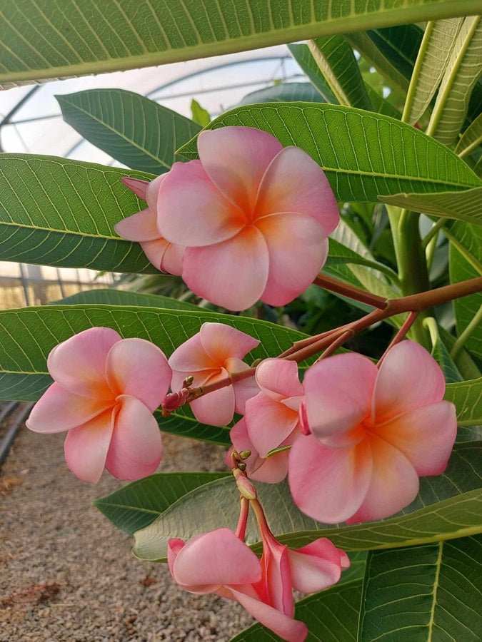 Hongkong Peach Compact
