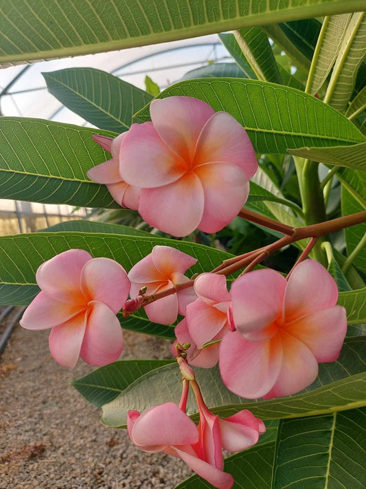 Hongkong Peach Compact