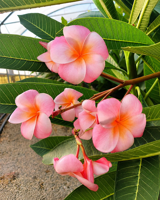 Hongkong Peach Compact