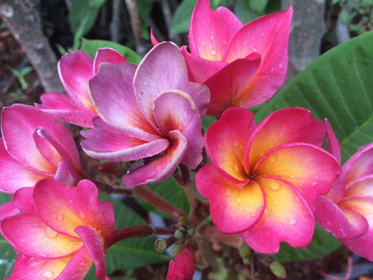 Dwarf Sweet Petite
