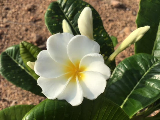 Dwarf Snow Flake