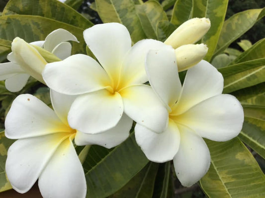 Singapore White Variegated