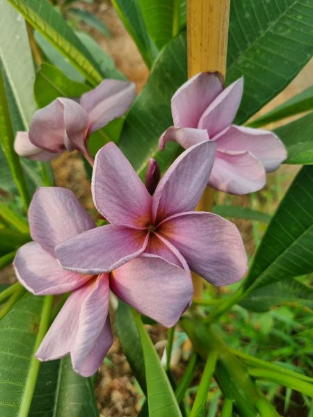 Chiang Mai Prince