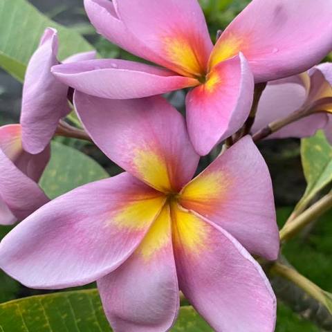Purple Serendipity