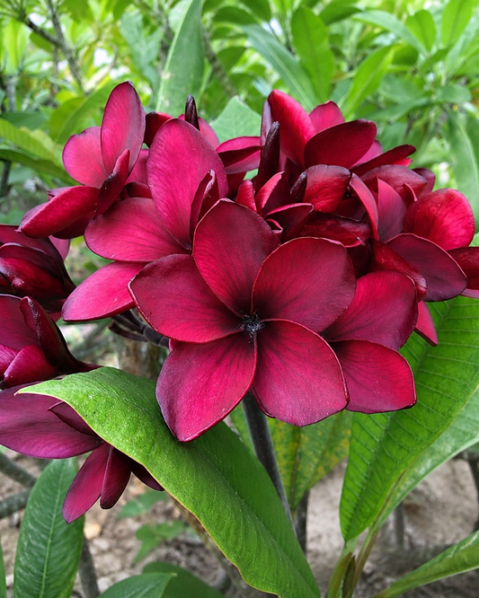 JL Black Ruby