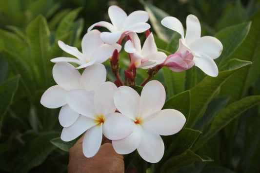 Pink Pudica