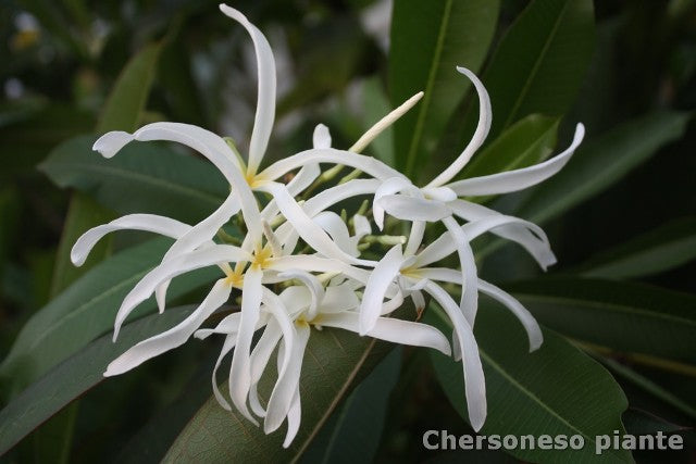 P. Stenopetala Khao Ramponey